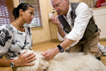 Ароматерапия - теперь популярное направление ветеринарии