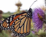 Бабочки используют расторопшу для лечения потомства